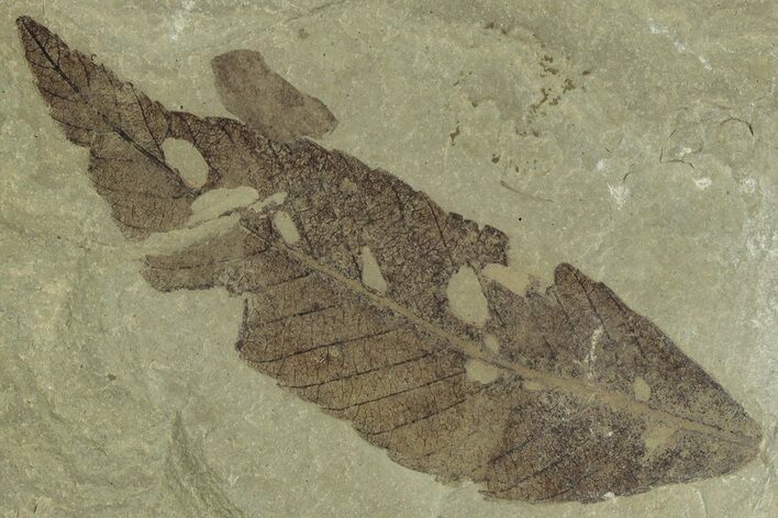 Fossil Leaf (Cedrelospermum) - Insect Predation! #323397